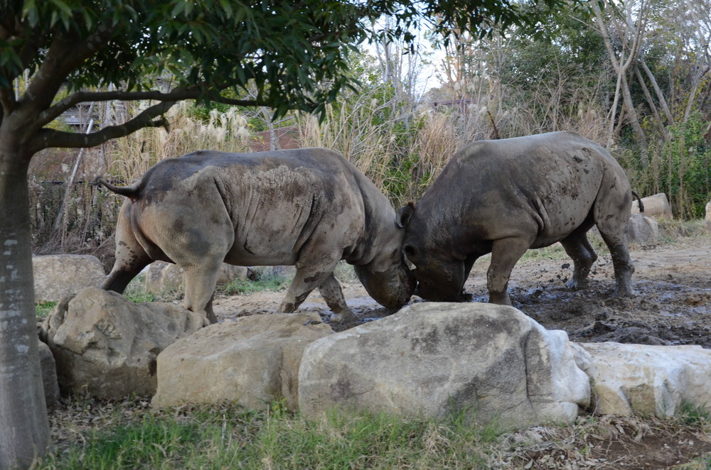 サバンナブログ サイ同居②.jpg