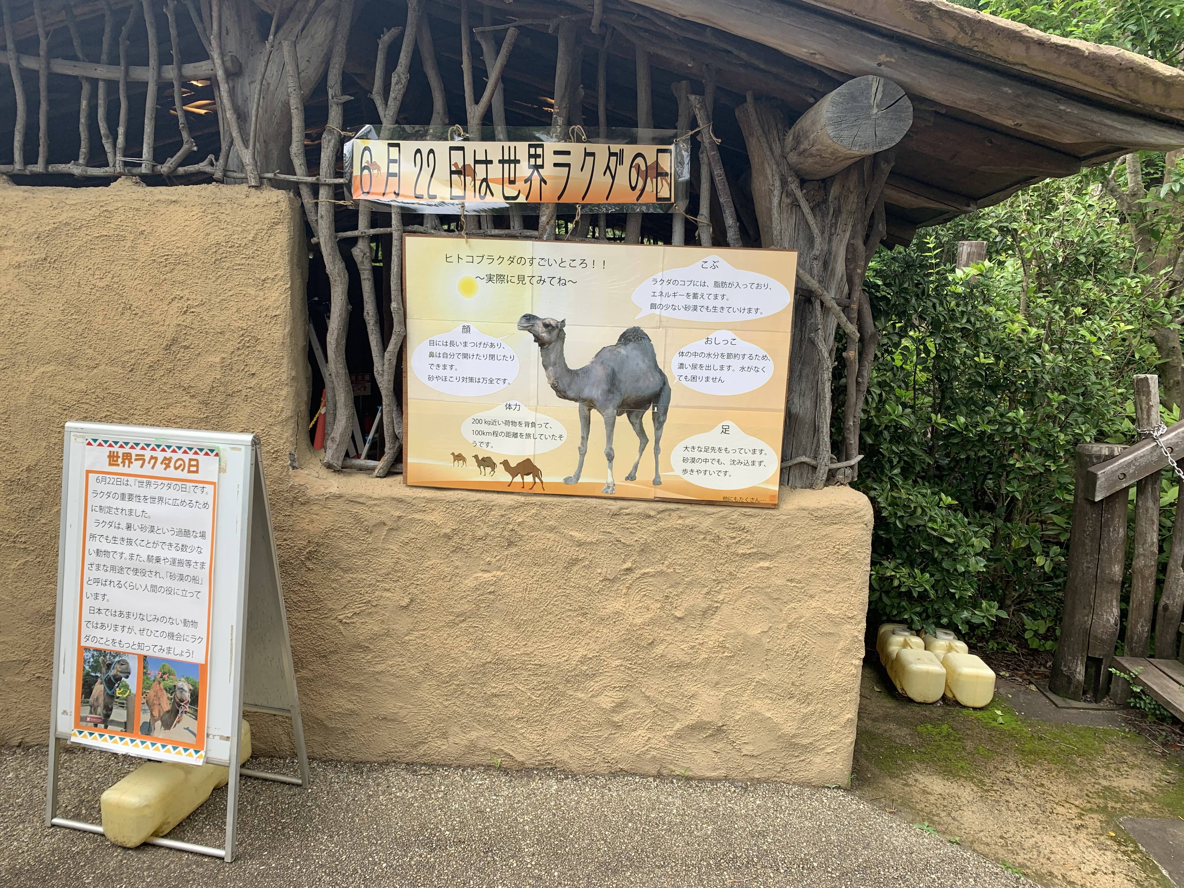 祝世界ラクダの日 アフリカのサバンナ ズーラシア よこはま動物園ズーラシア公式サイト 公益財団法人 横浜市緑の協会