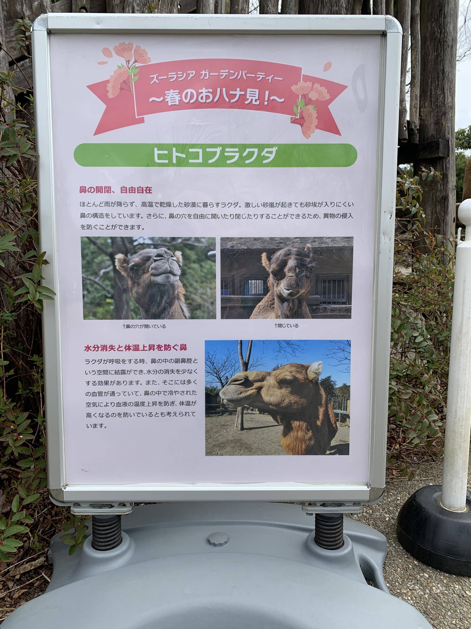 サバンナラクダのハナ見4 (2).jpg