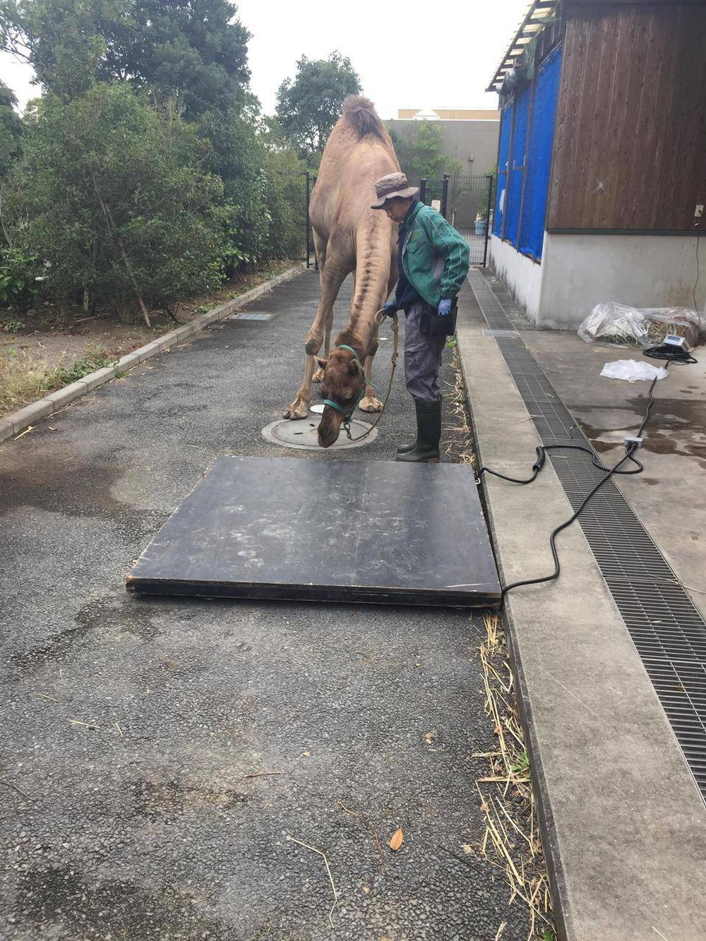 ラクダの体重測定その3 ⑤.jpg