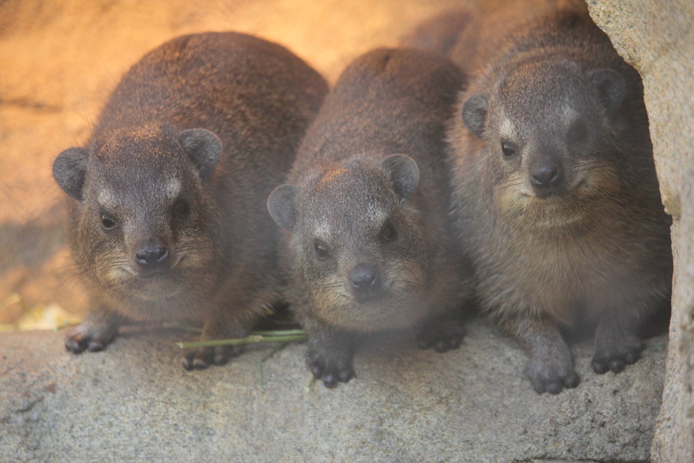 開ウン ということで数えてみた話 アフリカのサバンナ ズーラシア よこはま動物園ズーラシア公式サイト 公益財団法人 横浜市緑の協会