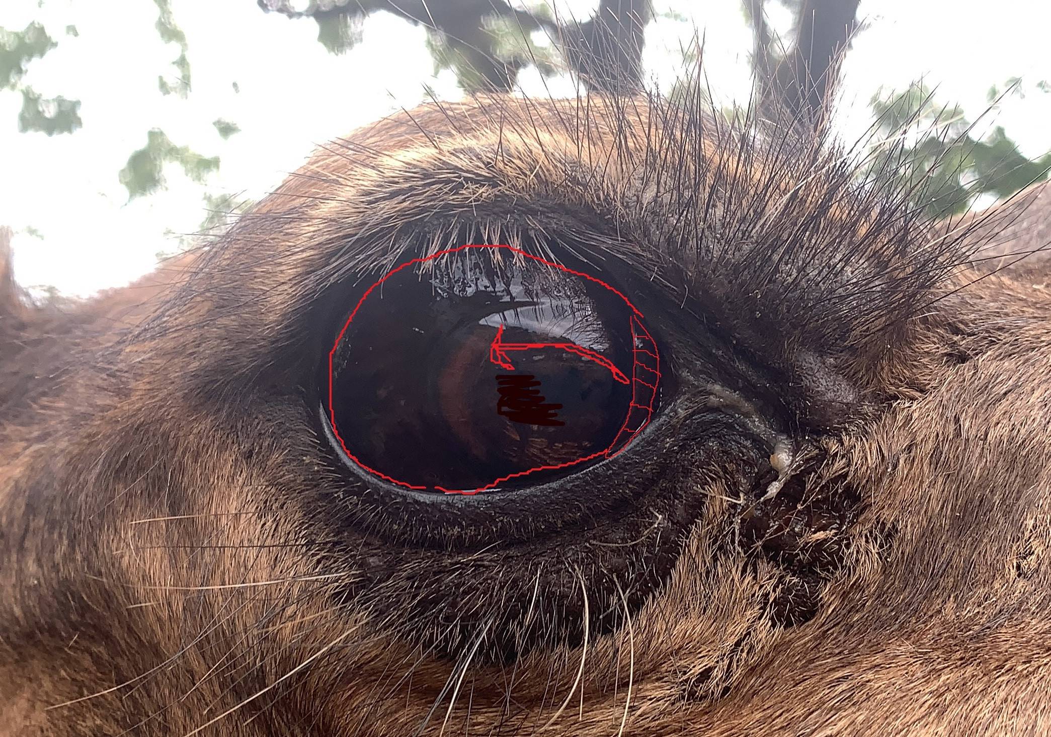 目を守る第三のまぶた アフリカのサバンナ ズーラシア よこはま動物園ズーラシア公式サイト 公益財団法人 横浜市緑の協会