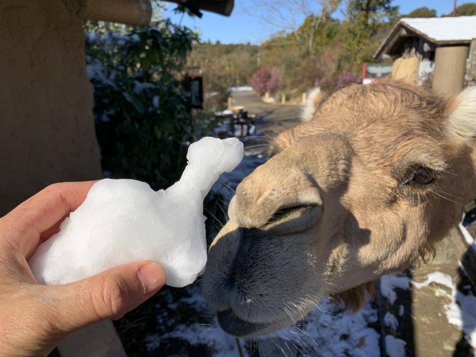 ヒトコブラクダと雪 アフリカのサバンナ ズーラシア よこはま動物園ズーラシア公式サイト 公益財団法人 横浜市緑の協会