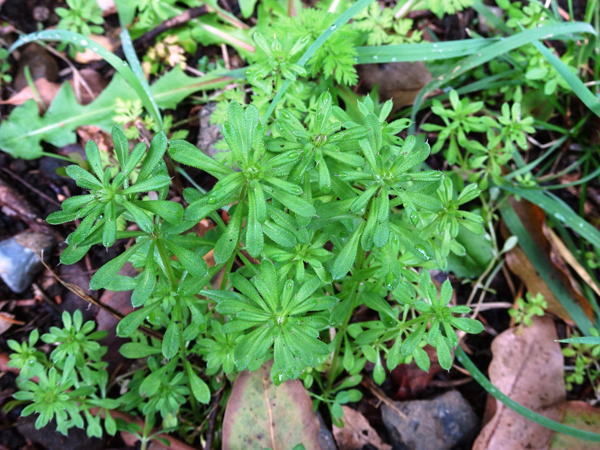 草花遊び ズーラシア春夏秋冬 よこはま動物園ズーラシア公式サイト 公益財団法人 横浜市緑の協会
