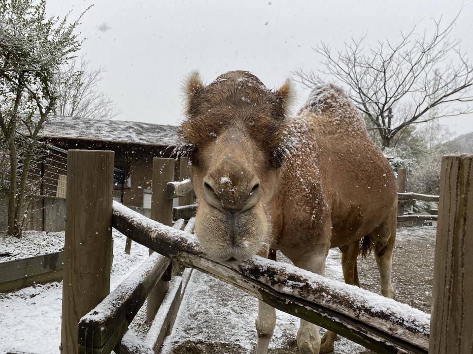 ヒトコブラクダと雪1.jpg