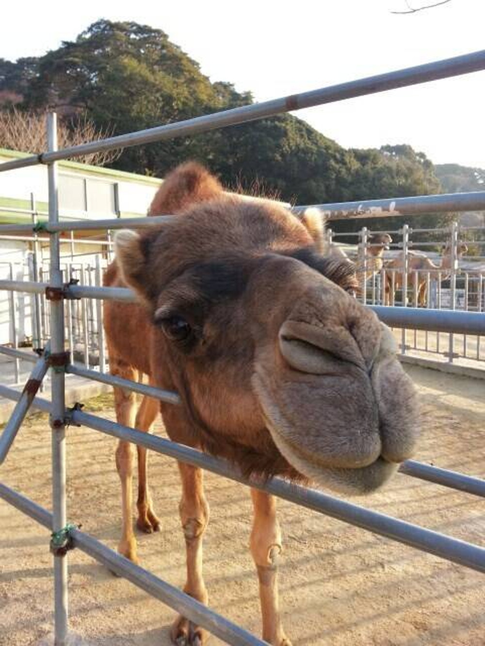 ピノの 1 3生 その 森きらら編 アフリカのサバンナ ズーラシア よこはま動物園ズーラシア公式サイト 公益財団法人 横浜市緑の協会 ピノの 1 3生 その 森きらら編 アフリカのサバンナ ズーラシア よこはま動物園ズーラシア公式サイト 公益財団法人 横浜市緑の協会