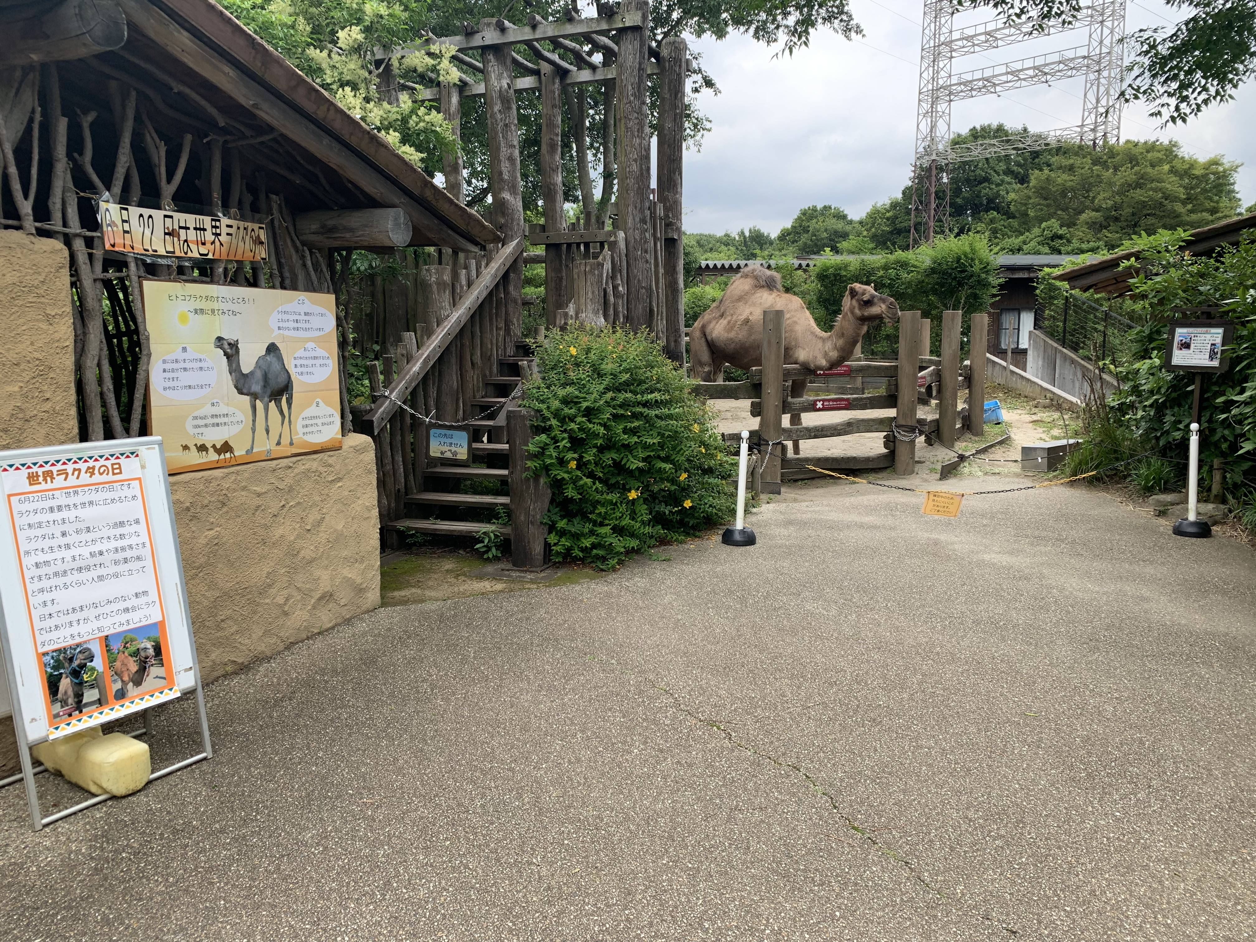 サバンナブログ祝世界ラクダの日2 (1).jpg