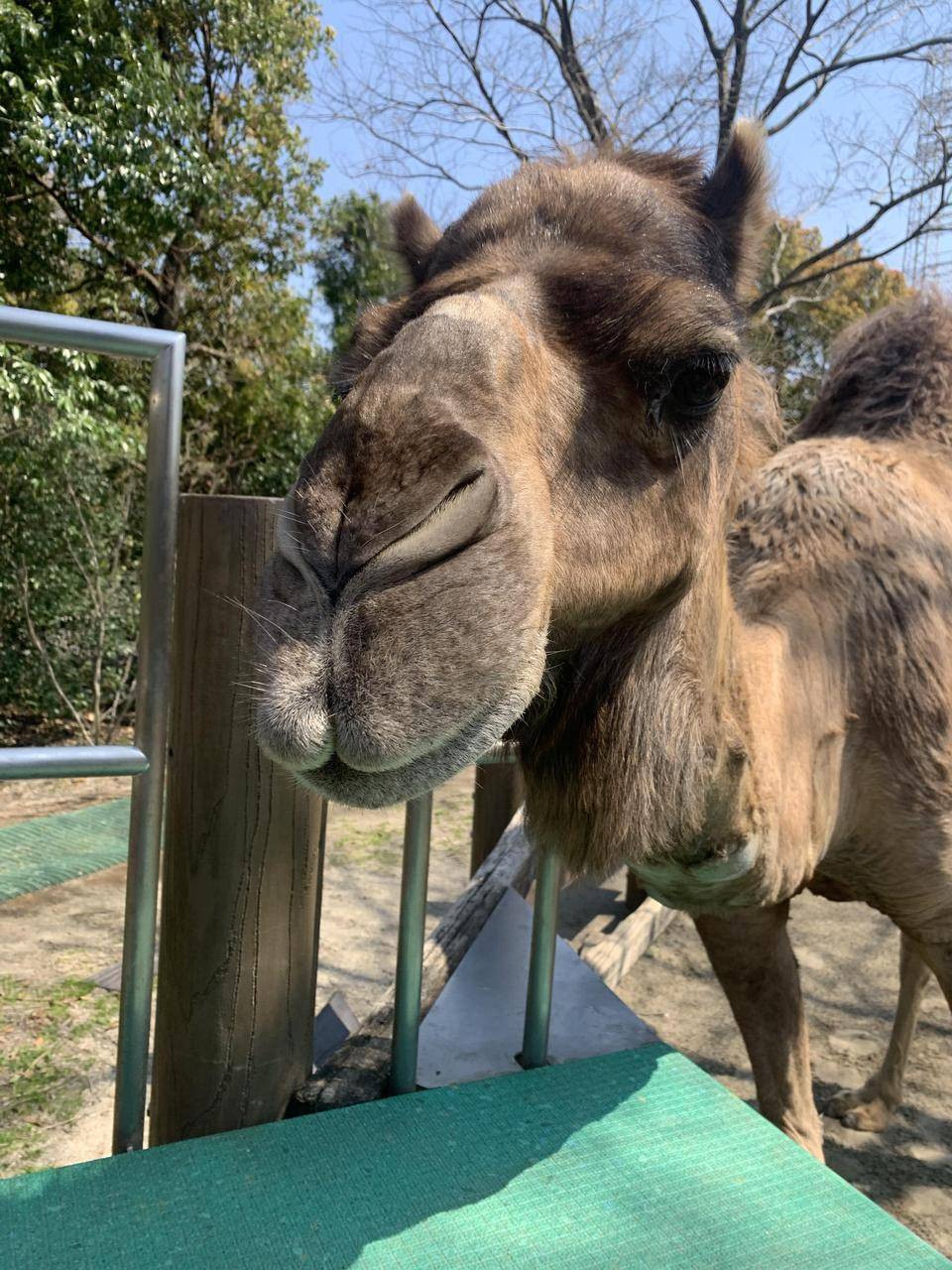 目を守る第三のまぶた アフリカのサバンナ ズーラシア よこはま動物園ズーラシア公式サイト 公益財団法人 横浜市緑の協会