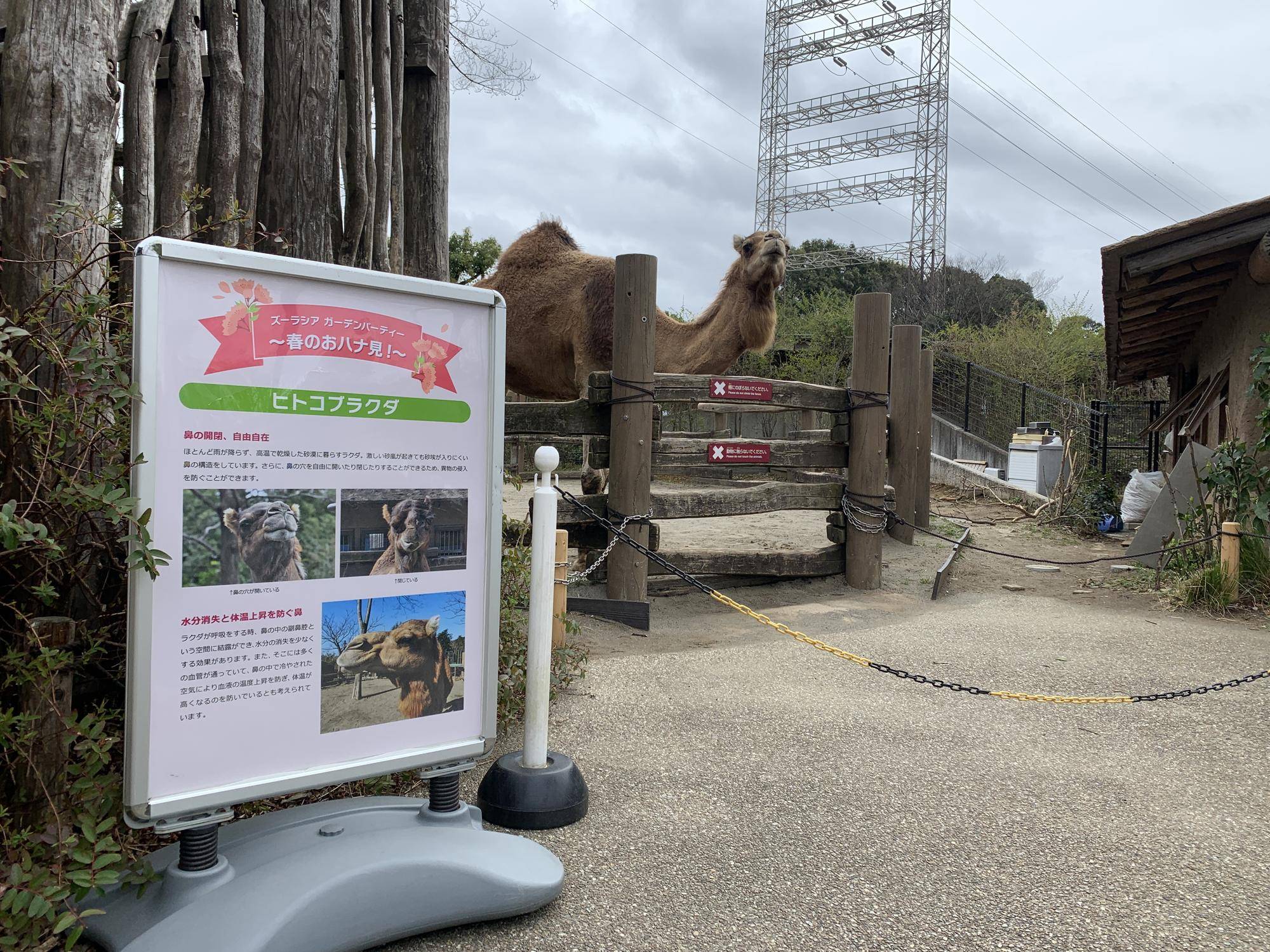 サバンナラクダのハナ見1 (1).jpg