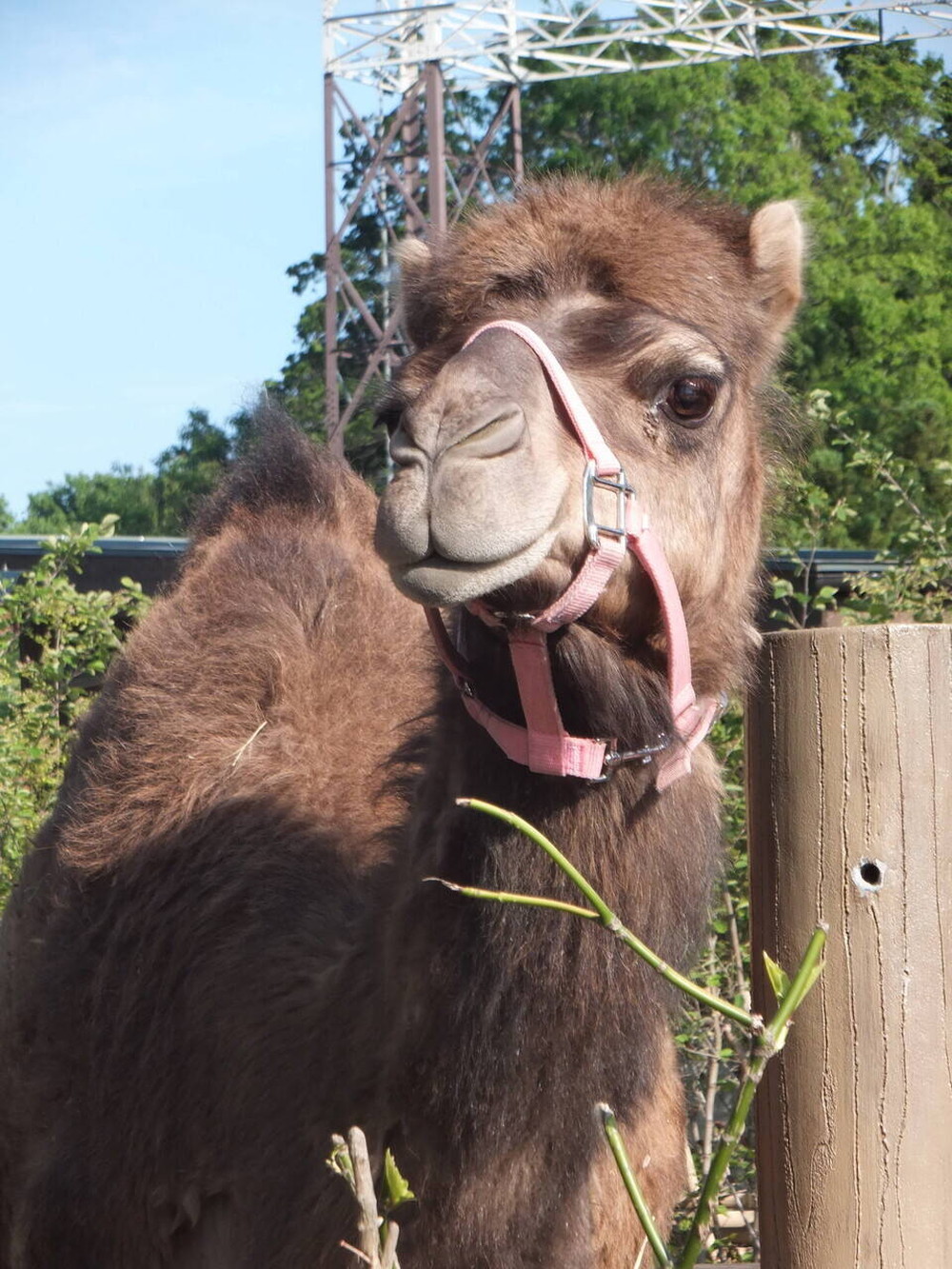 ピノの 1 3生 その ズーラシア編 アフリカのサバンナ ズーラシア よこはま動物園ズーラシア公式サイト 公益財団法人 横浜市緑の協会 ピノの 1 3生 その ズーラシア編 アフリカのサバンナ ズーラシア よこはま動物園ズーラシア公式サイト 公益財団法人 横浜市緑の協会