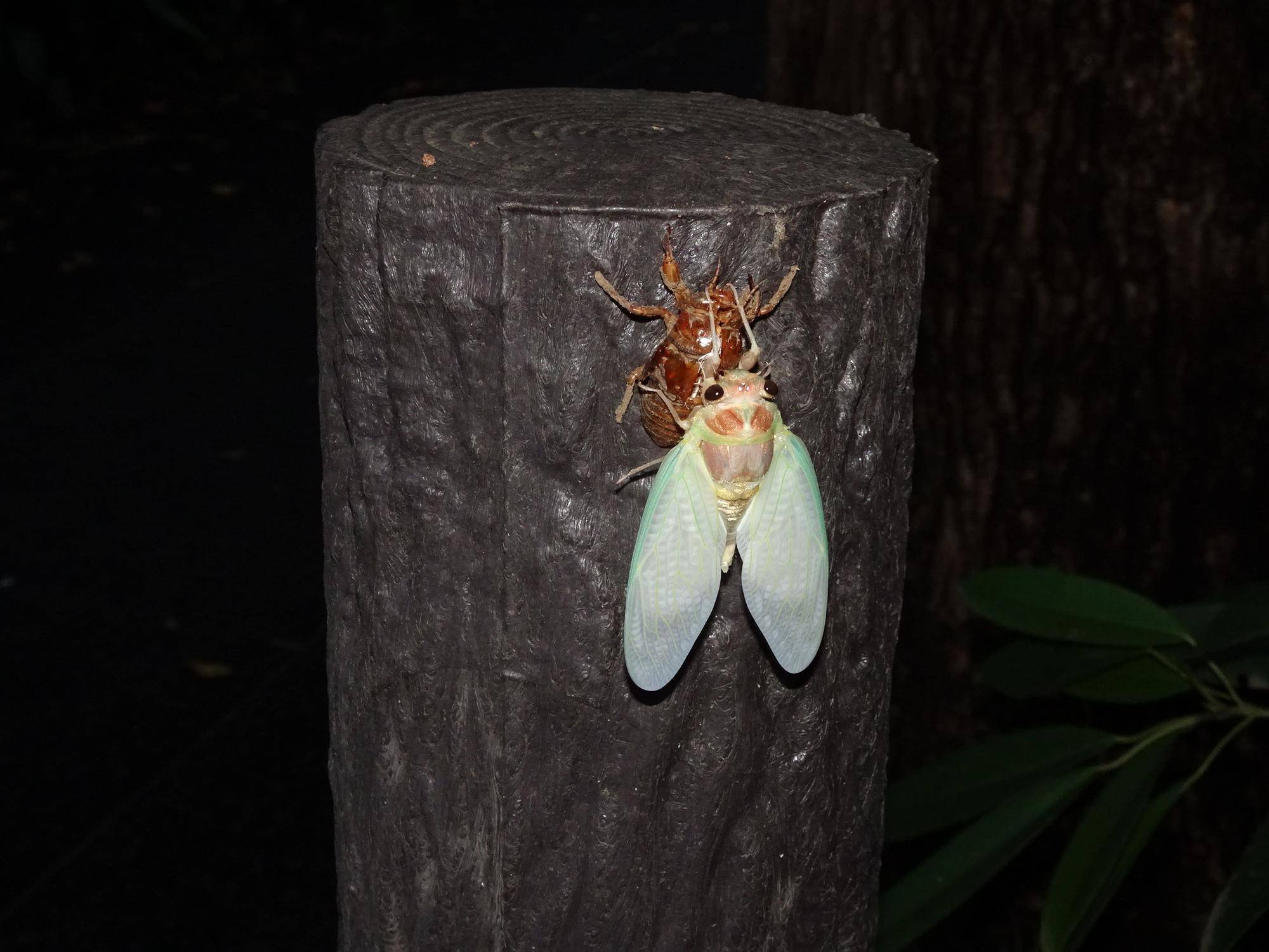 アブラゼミ羽化.jpg