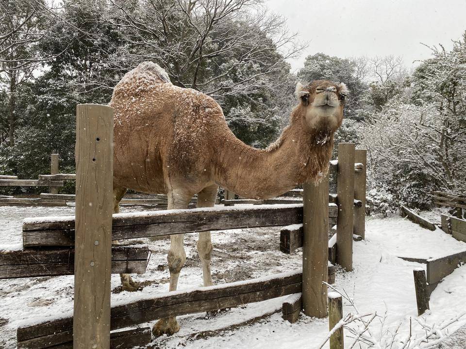 ヒトコブラクダと雪4.jpg