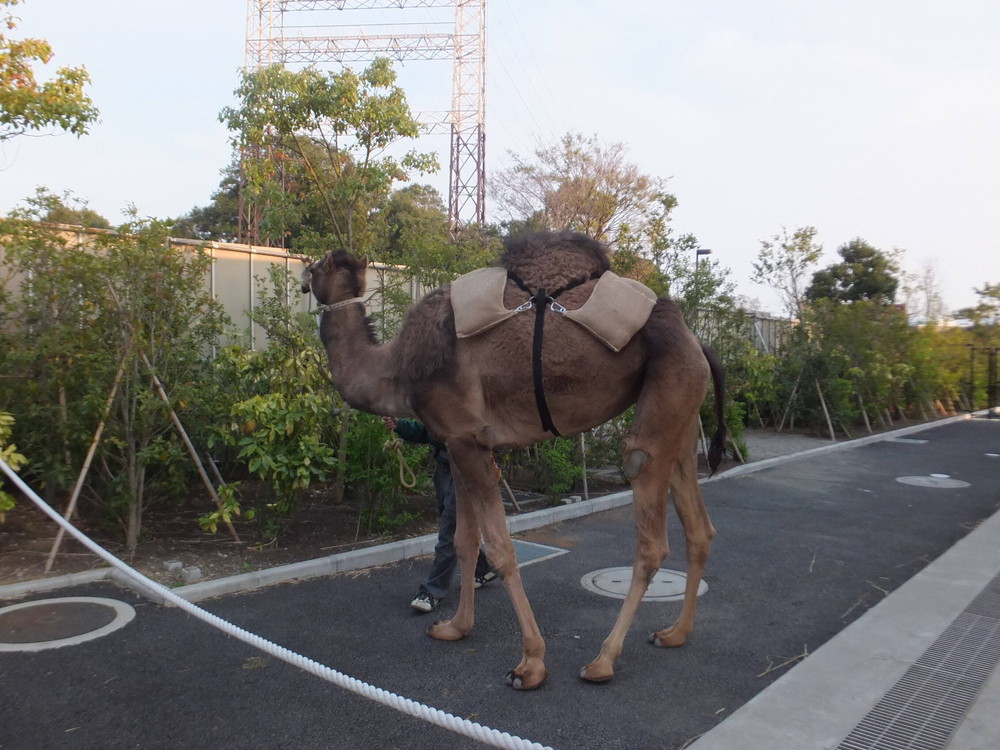 202002【ｻﾊﾞﾝﾅﾌﾞﾛｸﾞ】ラクダ13生ズラ④.jpg