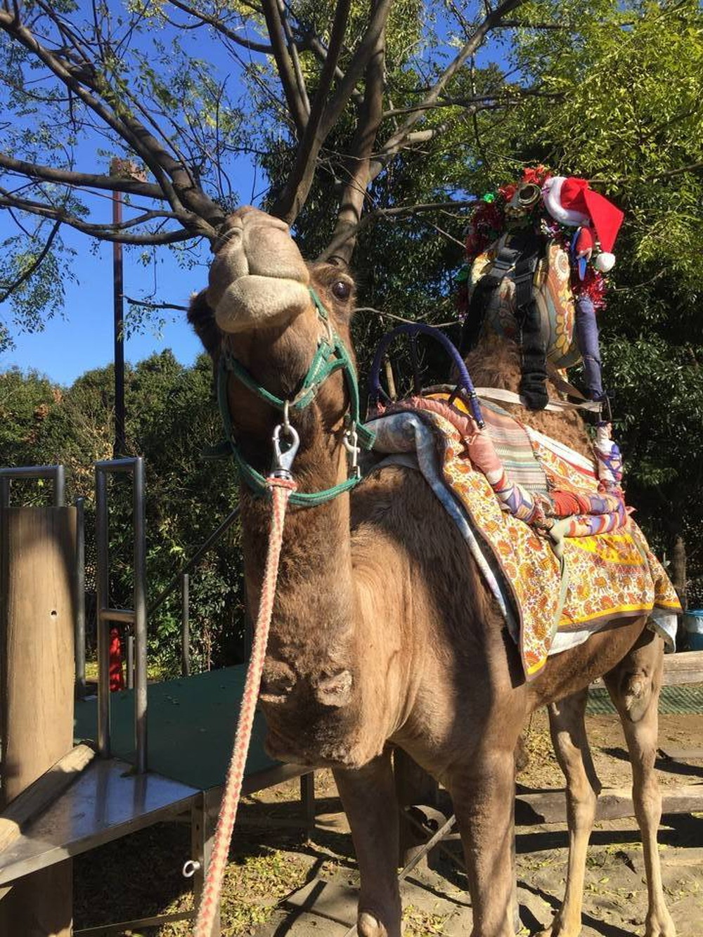 201712【サバンナブログ】クリスマスライド2017 ③.jpg