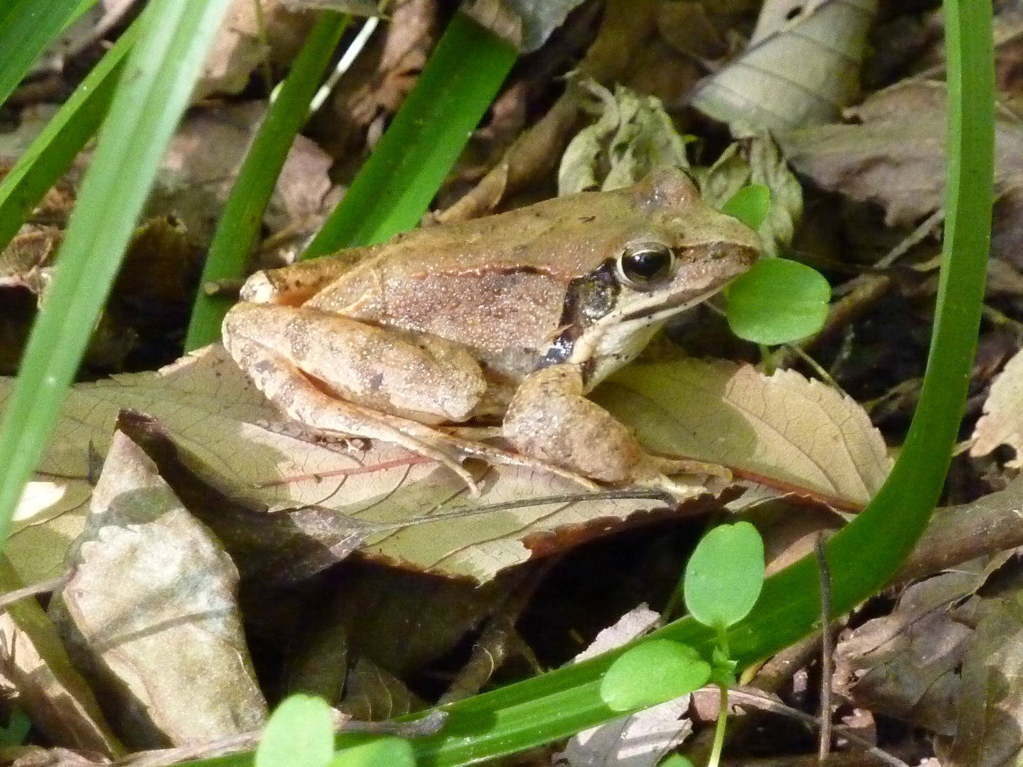 ヤマアカガエル.jpg