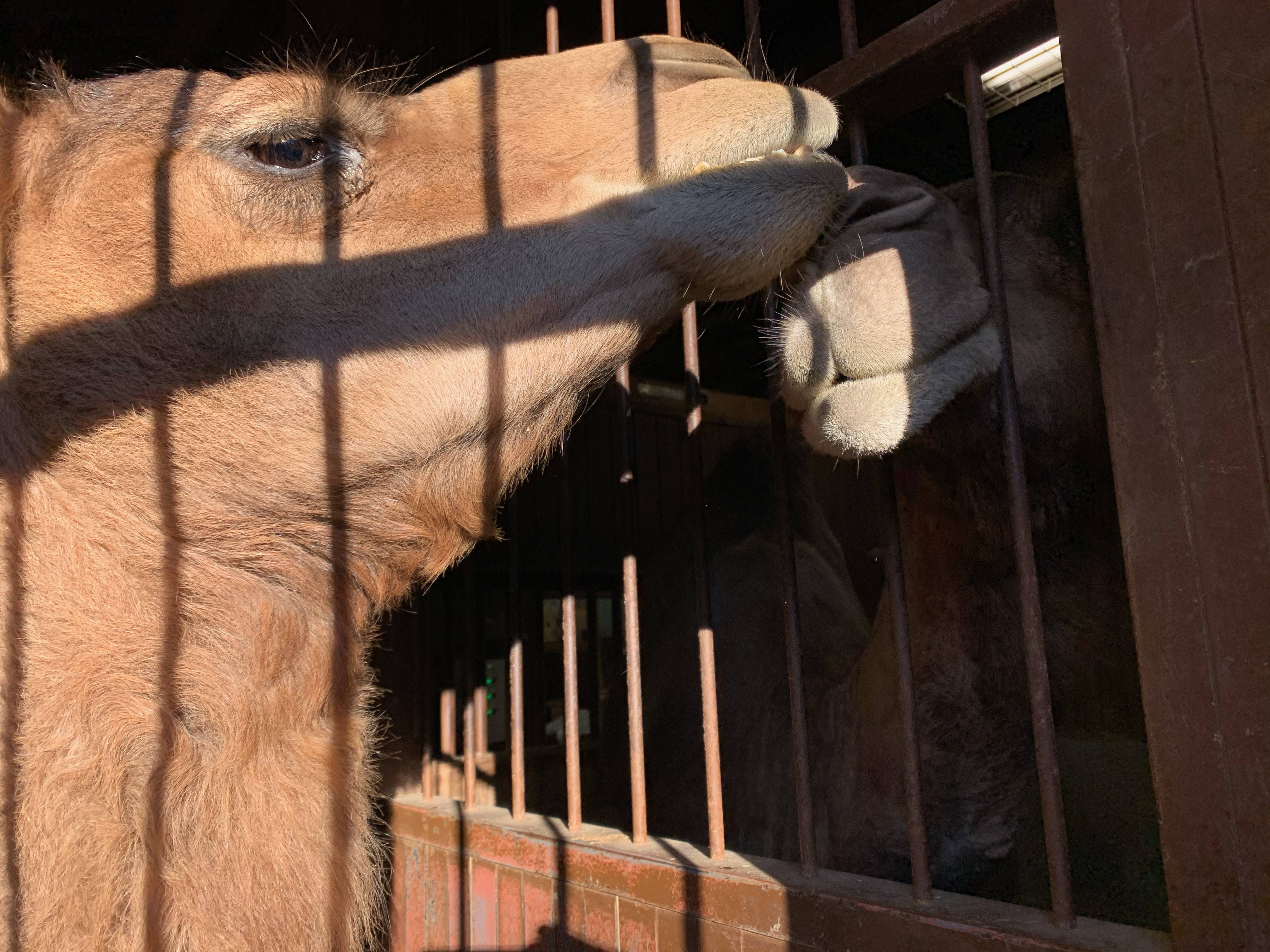 2021、新年あけましておめでとうございます。３