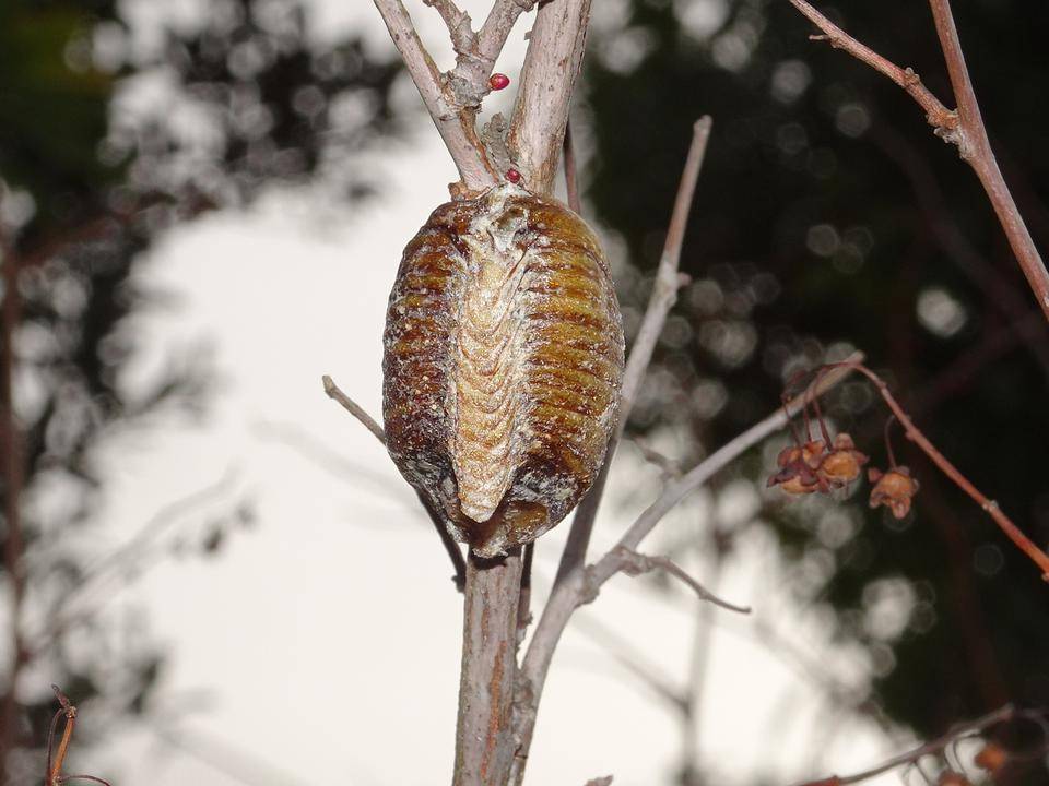 ハラビロカマキリの卵.jpg