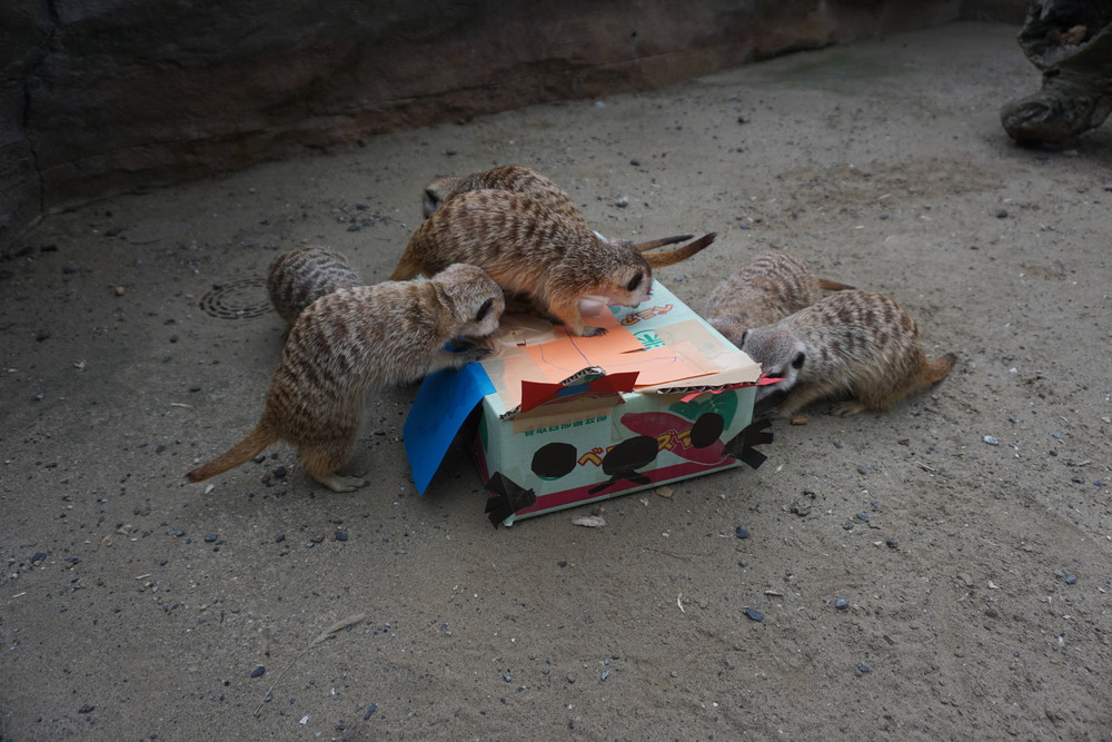 ミーアキャットの秘密基地3|アフリカのサバンナ@ズーラシア ミーアキャットの秘密基地3|アフリカのサバンナ@ズーラシア