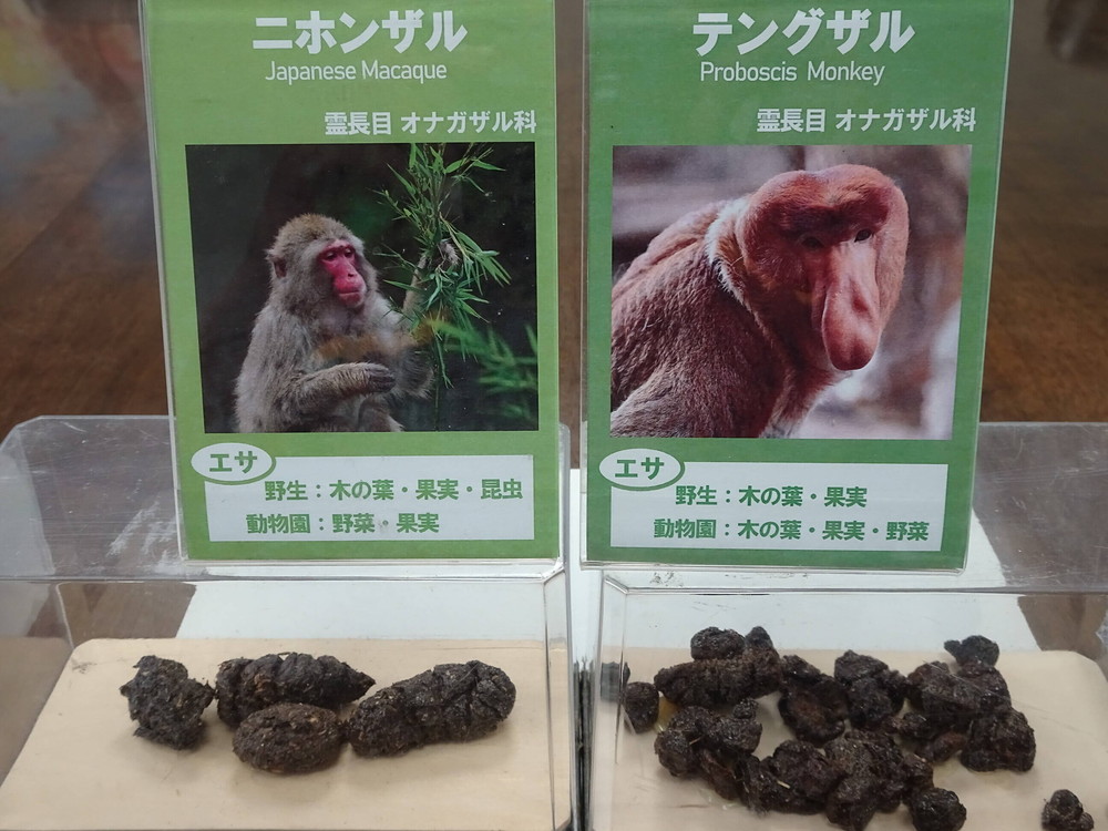 幻の 大うんち展 ブログdeズーラシア よこはま動物園ズーラシア公式サイト 公益財団法人 横浜市緑の協会 幻の 大うんち展 ブログdeズーラシア よこはま動物園ズーラシア公式サイト 公益財団法人 横浜市緑の協会