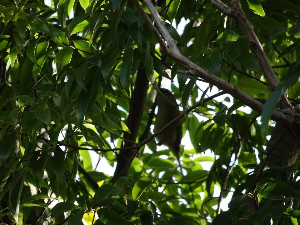ズーラシア春夏秋冬 春告鳥 ズーラシア春夏秋冬 よこはま動物園ズーラシア公式サイト 公益財団法人 横浜市緑の協会