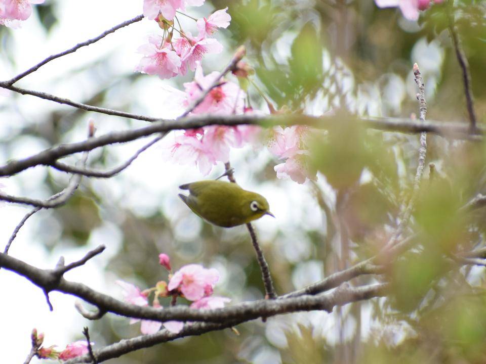 ズーラシア春夏秋冬 春告鳥 ズーラシア春夏秋冬 よこはま動物園ズーラシア公式サイト 公益財団法人 横浜市緑の協会