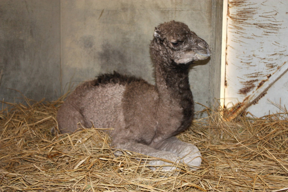 ピノの 1 3生 その 森きらら編 アフリカのサバンナ ズーラシア よこはま動物園ズーラシア公式サイト 公益財団法人 横浜市緑の協会