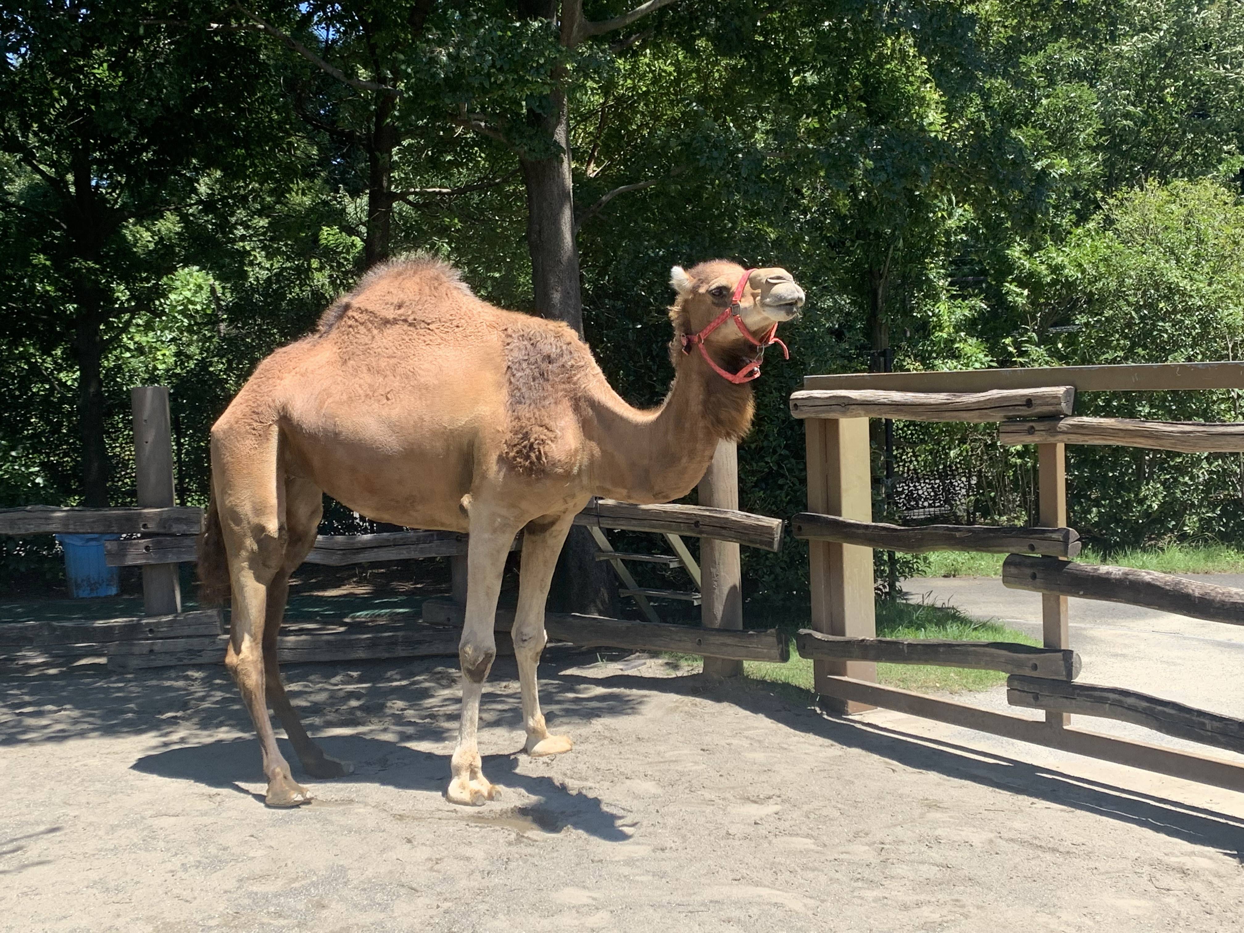 ラクダの熱中症対策 アフリカのサバンナ ズーラシア よこはま動物園ズーラシア公式サイト 公益財団法人 横浜市緑の協会