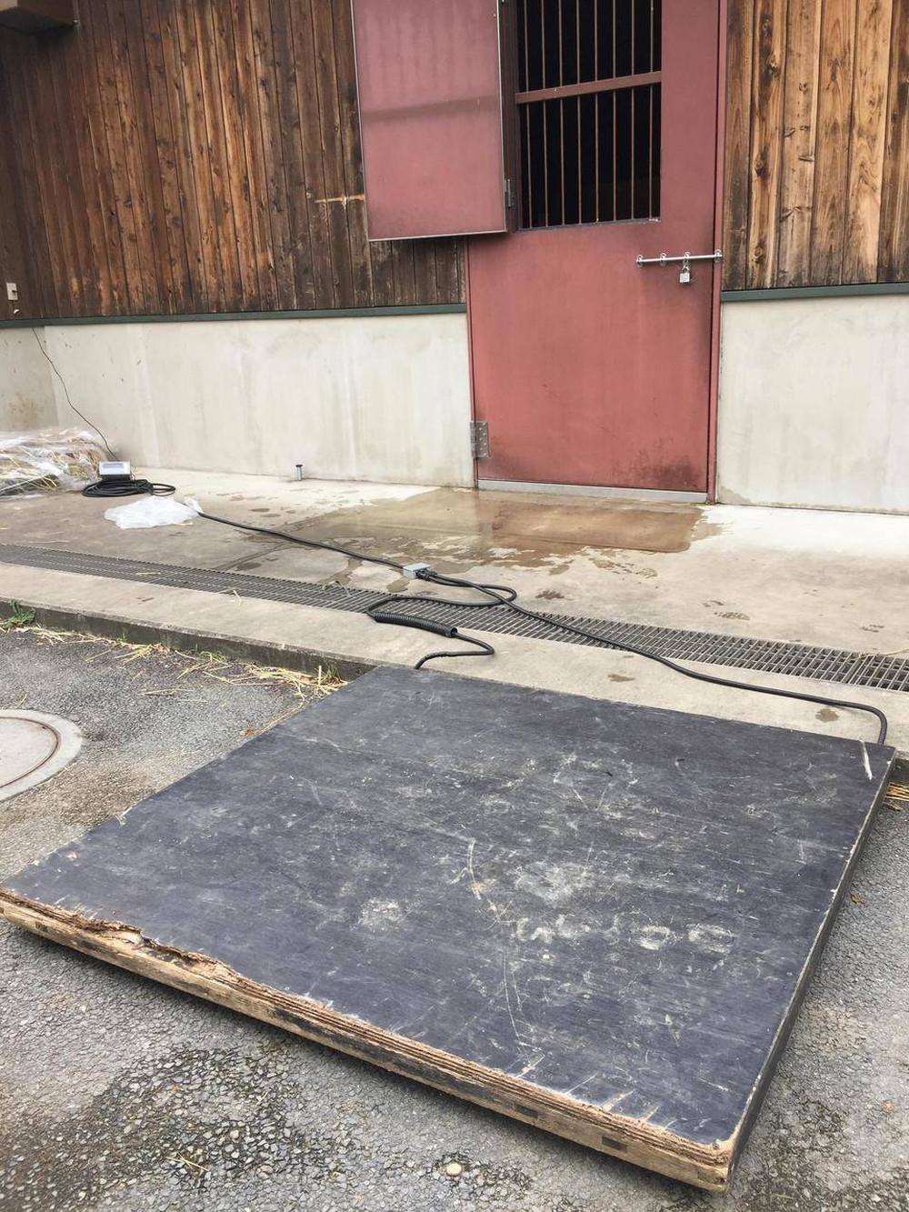 ラクダの体重測定その3　②