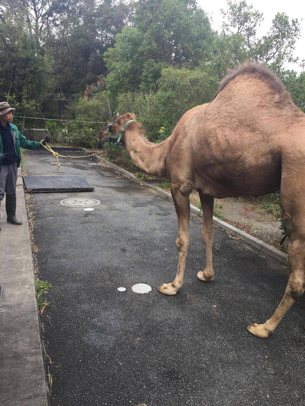 ラクダの体重測定その3 ③