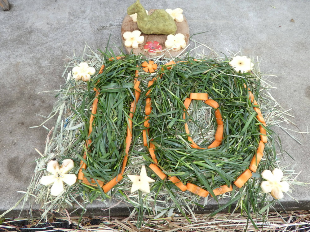 20202【サバンナブログ】ピノ誕生日会②