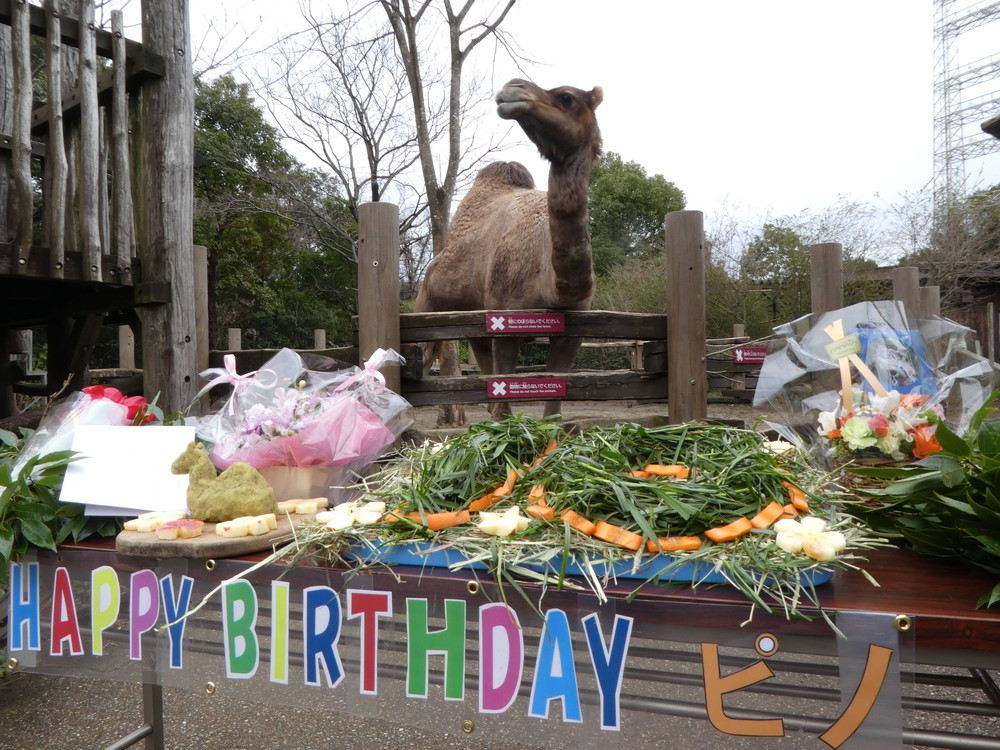 20202【サバンナブログ】ピノ誕生日会③