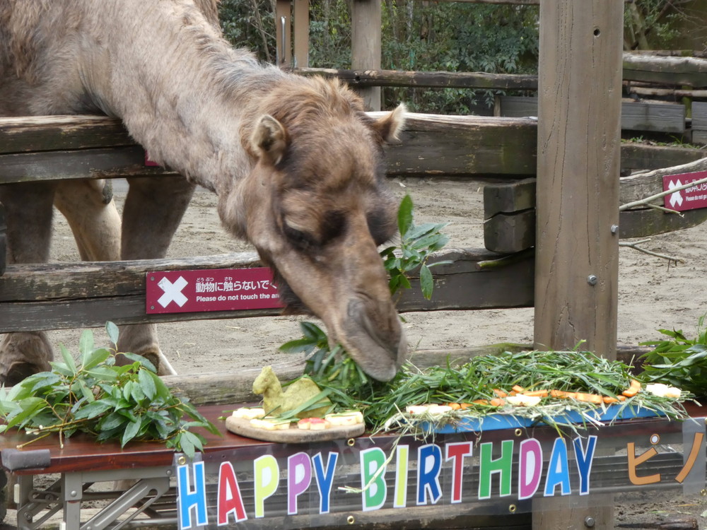 20202【サバンナブログ】ピノ誕生日会④