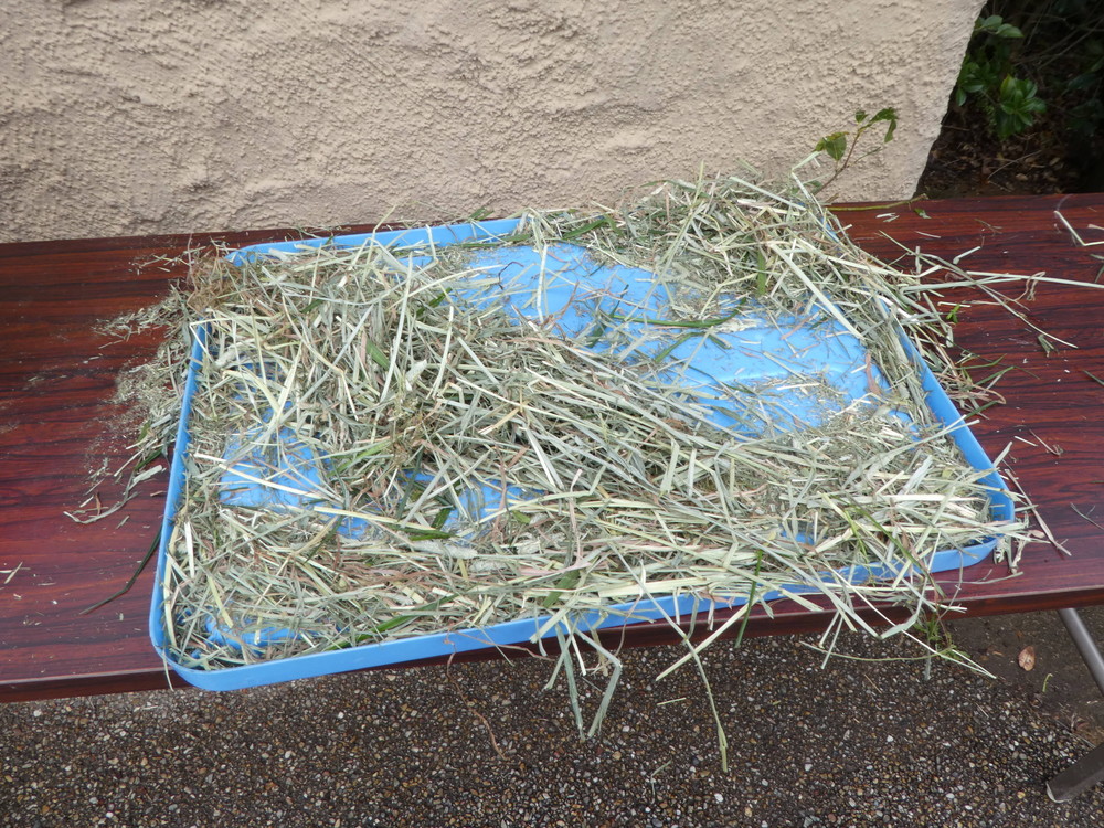 20202【サバンナブログ】ピノ誕生日会⑤