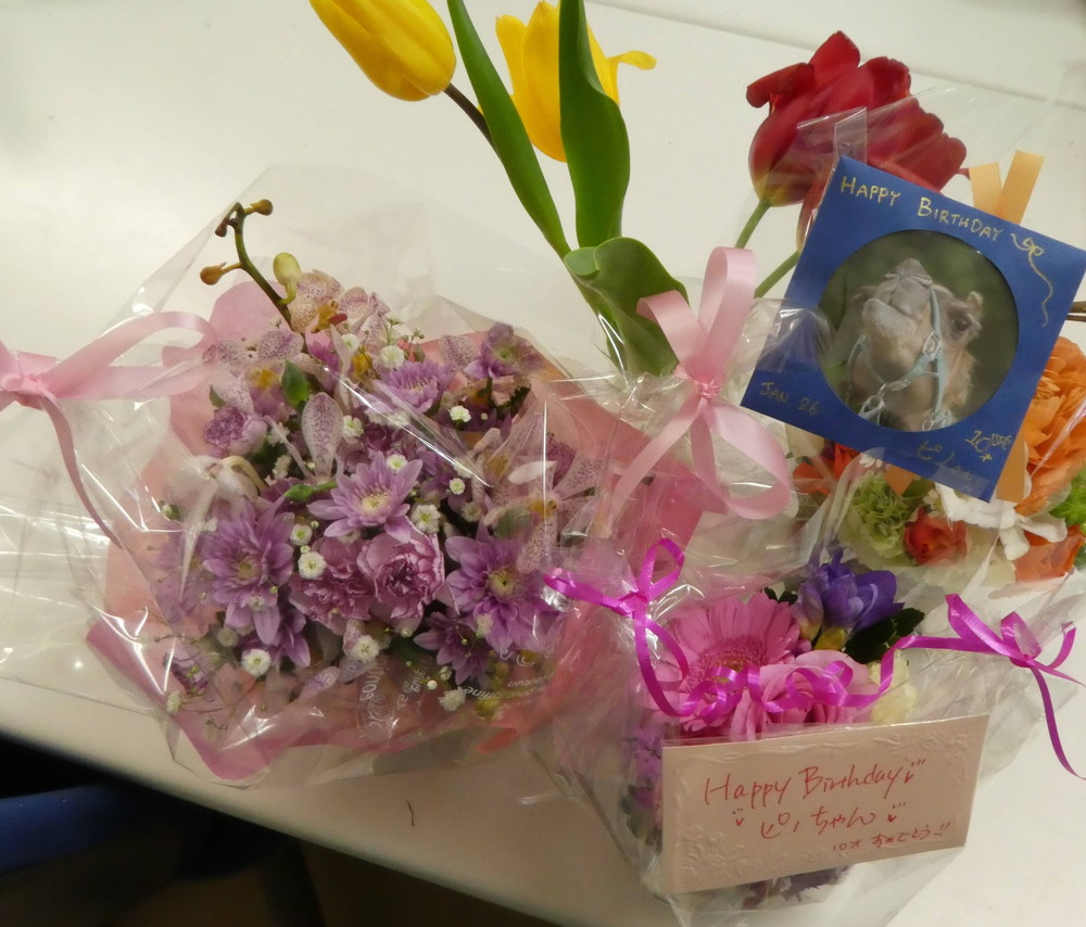 20202【サバンナブログ】ピノ誕生日会⑦