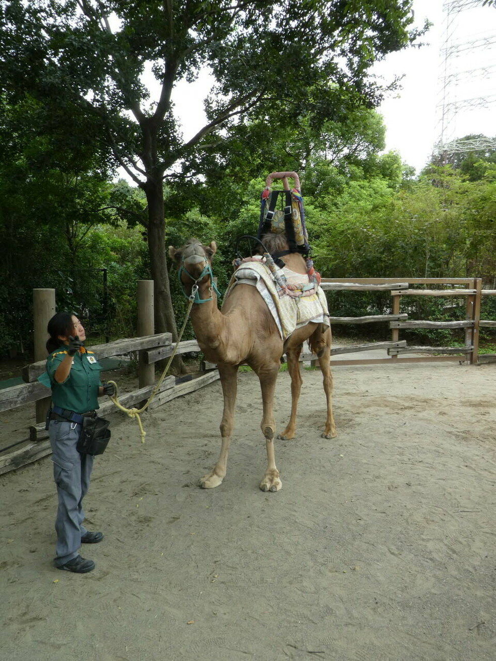 ラクダ 記念写真 アフリカのサバンナ ズーラシア よこはま動物園ズーラシア公式サイト 公益財団法人 横浜市緑の協会