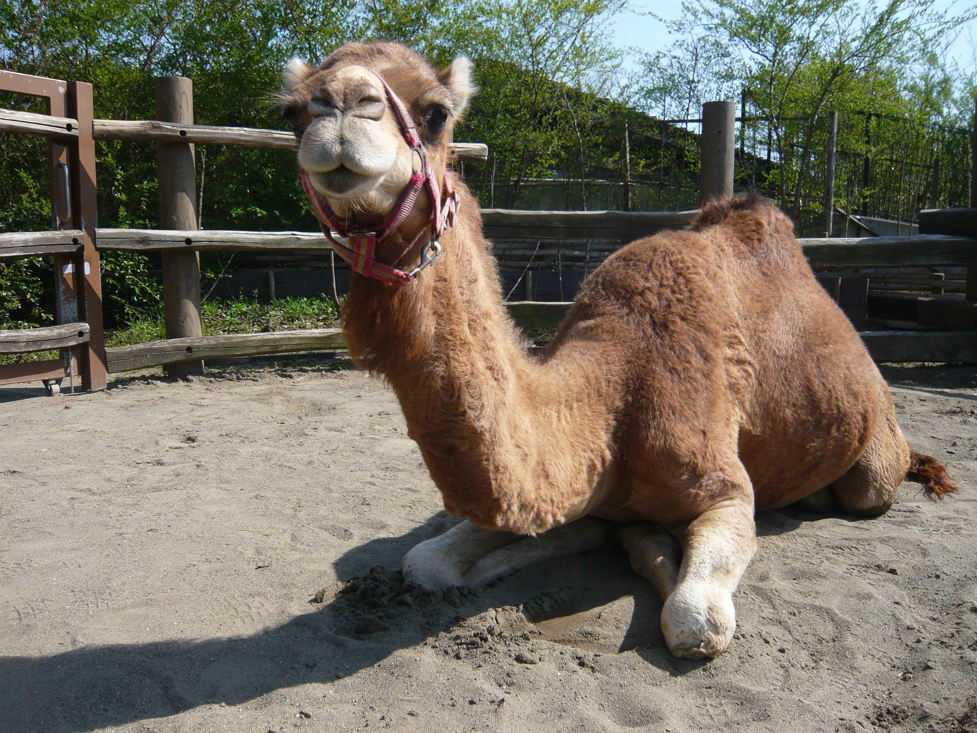 体毛にも個性 アフリカのサバンナ ズーラシア よこはま動物園ズーラシア公式サイト 公益財団法人 横浜市緑の協会 体毛にも個性 アフリカのサバンナ ズーラシア よこはま動物園ズーラシア公式サイト 公益財団法人 横浜市緑の協会