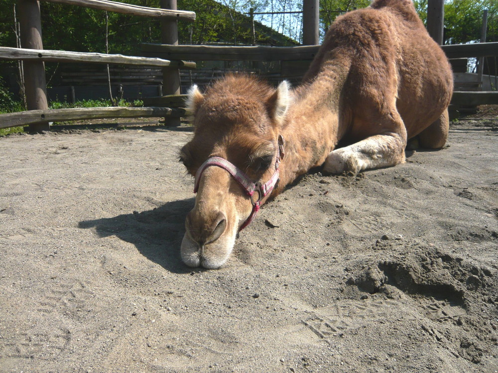 （ｻﾊﾞﾝﾅ）世界ラクダの日！？