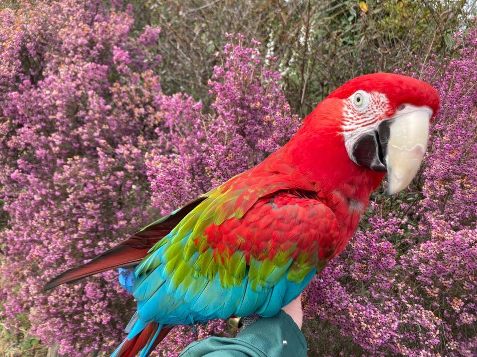 今日は06 オウム 15 インコ の日 アフリカのサバンナ ズーラシア よこはま動物園ズーラシア公式サイト 公益財団法人 横浜市緑の協会