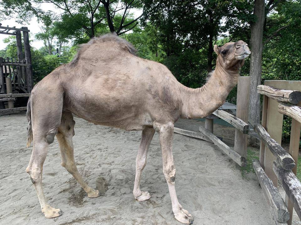 目を守る第三のまぶた アフリカのサバンナ ズーラシア よこはま動物園ズーラシア公式サイト 公益財団法人 横浜市緑の協会