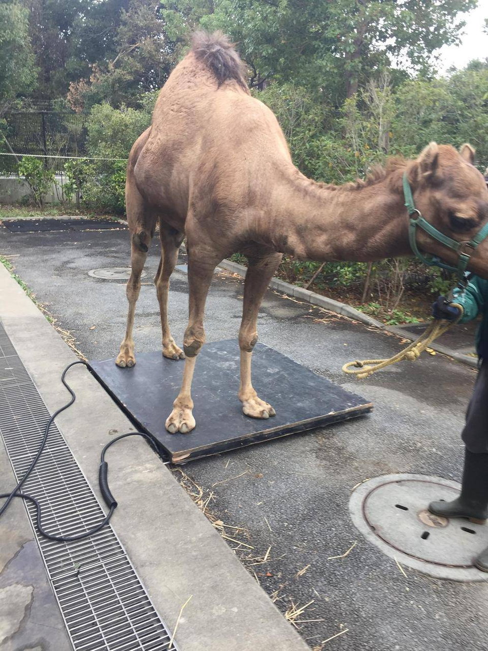 ラクダの体重測定その3 ⑦.jpg