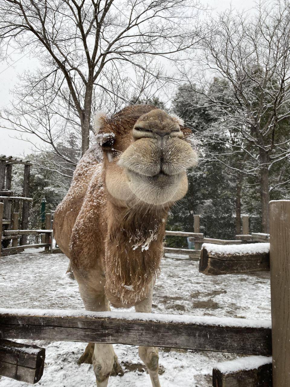ヒトコブラクダと雪 アフリカのサバンナ ズーラシア よこはま動物園ズーラシア公式サイト 公益財団法人 横浜市緑の協会