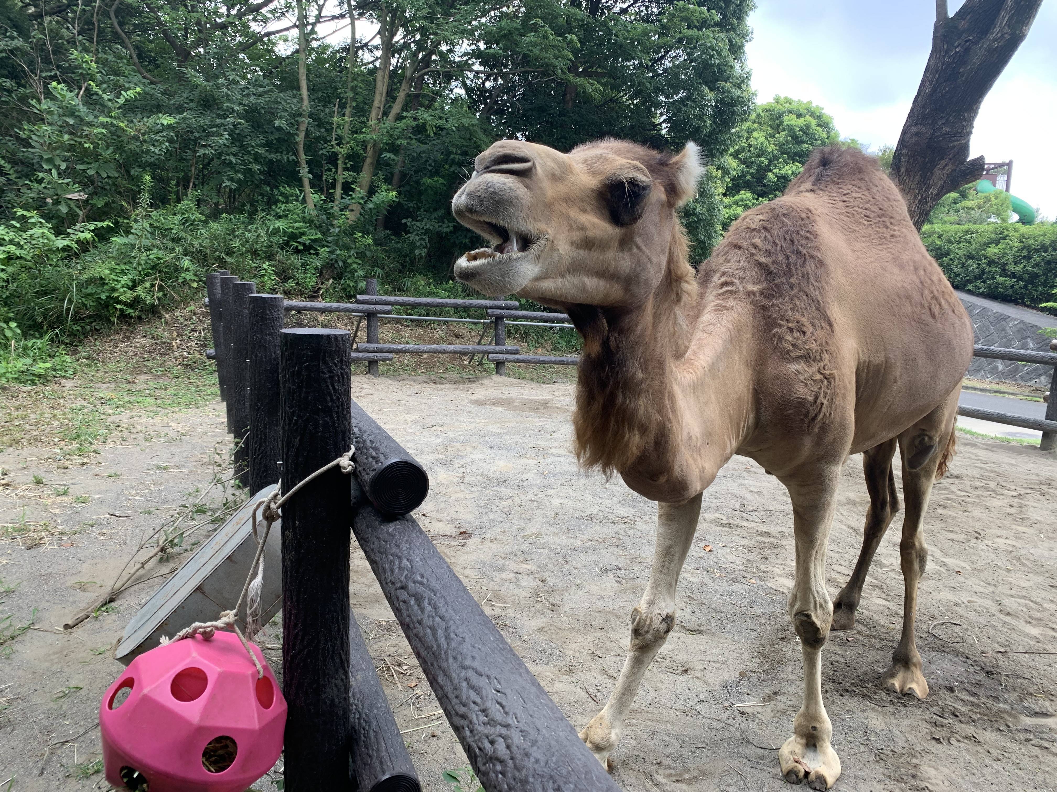 ソフィーの好物 アフリカのサバンナ ズーラシア よこはま動物園ズーラシア公式サイト 公益財団法人 横浜市緑の協会
