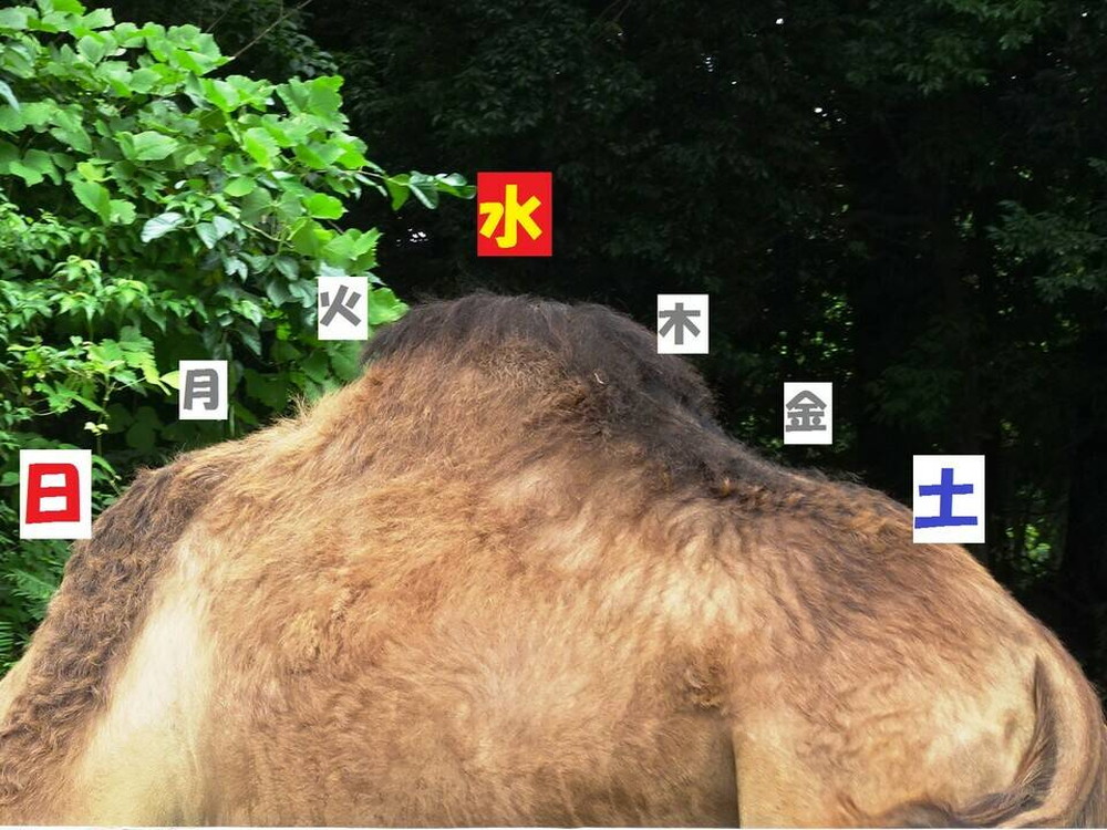 camelday3-1.jpg