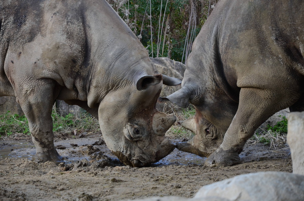 サバンナブログ サイ同居⑥.jpg