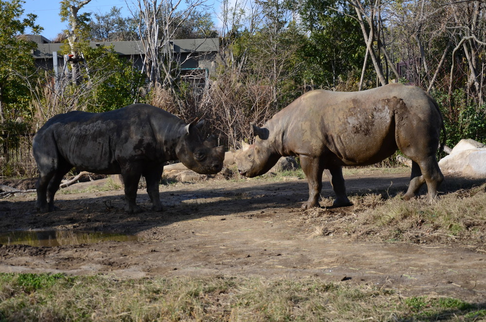 サバンナブログ サイ同居④.jpg