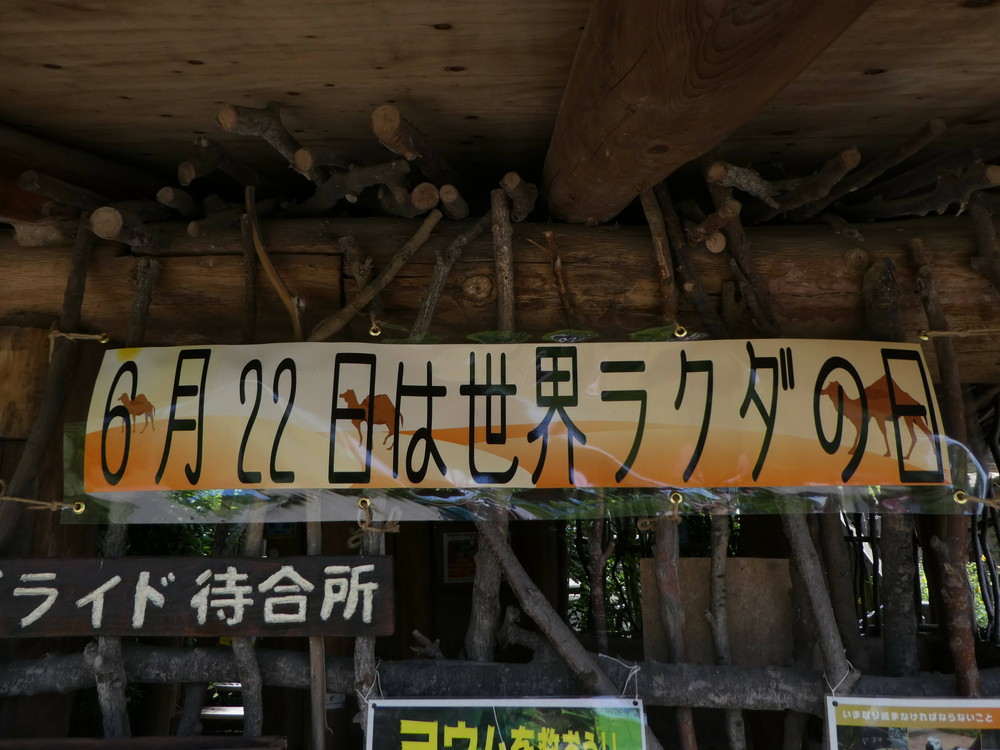 【ｱﾌﾘｶｻﾊﾞﾝﾅ】世界ラクダの日-２- ②.jpg