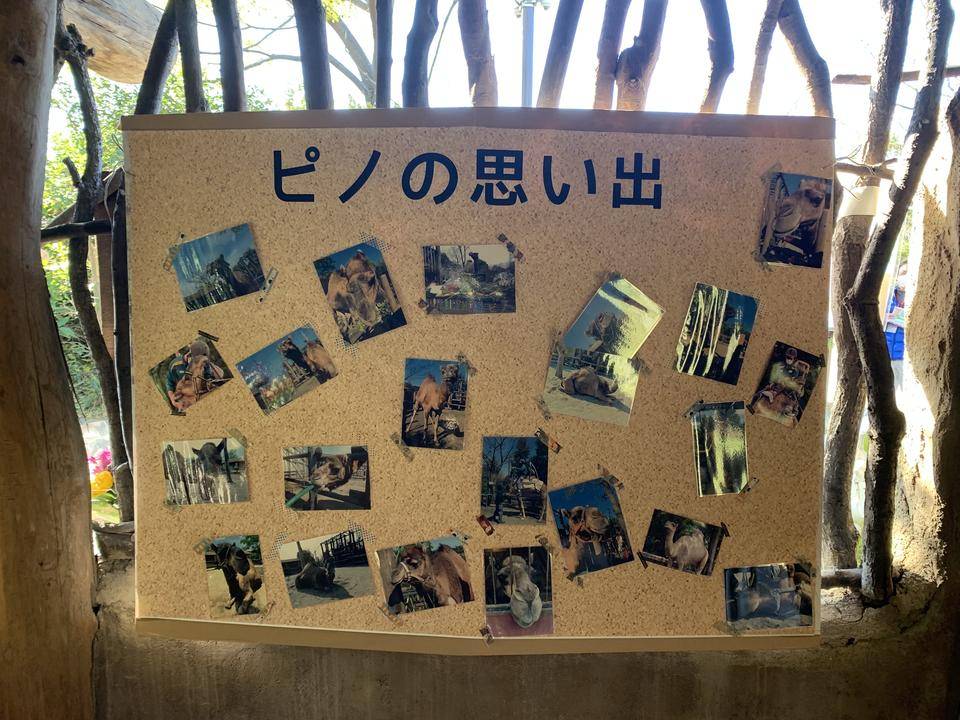 ピノ、ありがとう10.jpg