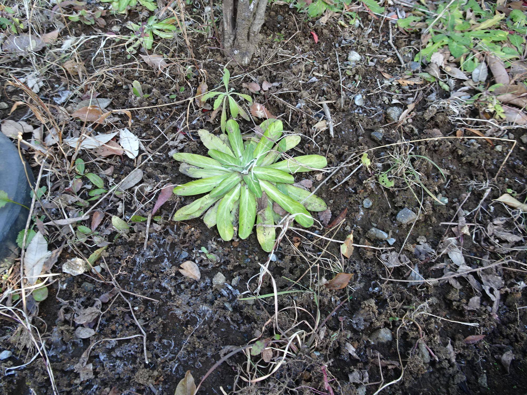植物の越冬ロゼット型.jpg