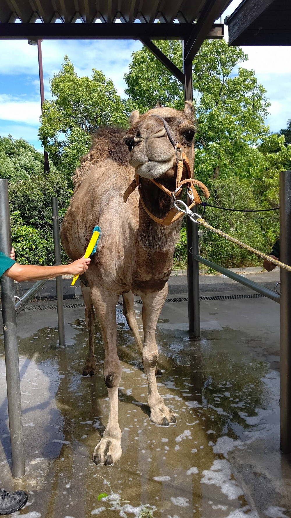 きれいさっぱり にはなりましたが アフリカのサバンナ ズーラシア よこはま動物園ズーラシア公式サイト 公益財団法人 横浜市緑の協会