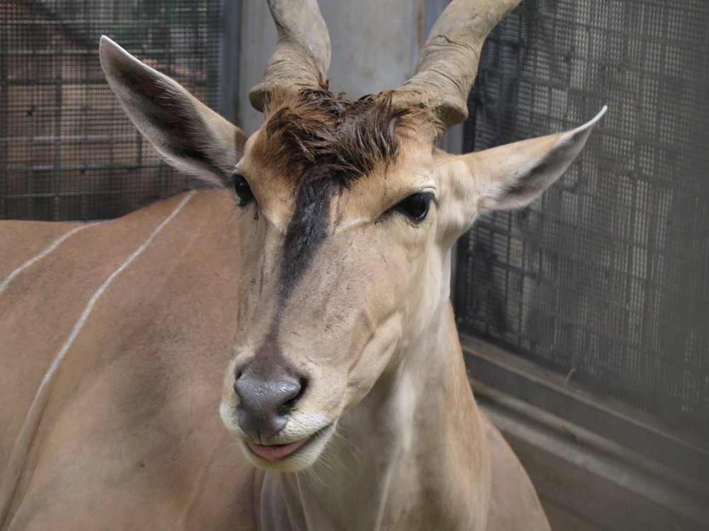 口元がピンク アフリカのサバンナ ズーラシア よこはま動物園ズーラシア公式サイト 公益財団法人 横浜市緑の協会